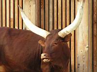 Watusi - Bos taurus (cla Mammiferes) (ord Artiodactyles) (fam Bovides) (08)